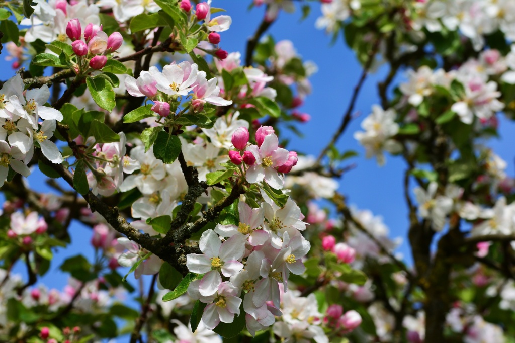 apple-blossoms-g532750563_1920.jpg
