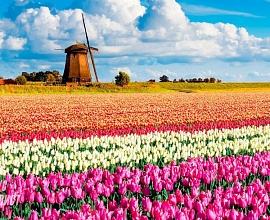 «Цветы в Амстердаме» (Познань* – Берлин – Парк цветов «Кюкенхоф»* – Амстердам)